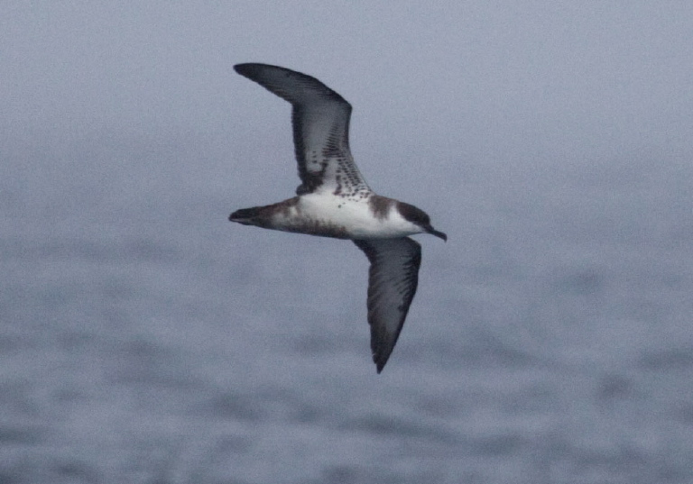 Puffinus gravis Procellariidae