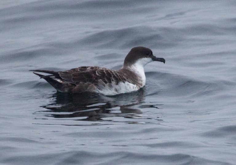 Puffinus gravis Procellariidae