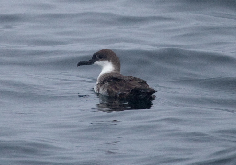 Puffinus gravis Procellariidae