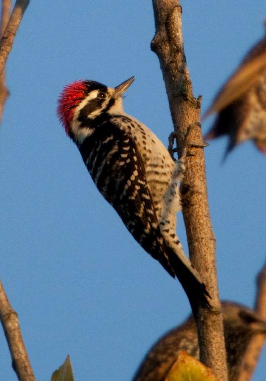 Picoides nuttallii Picidae