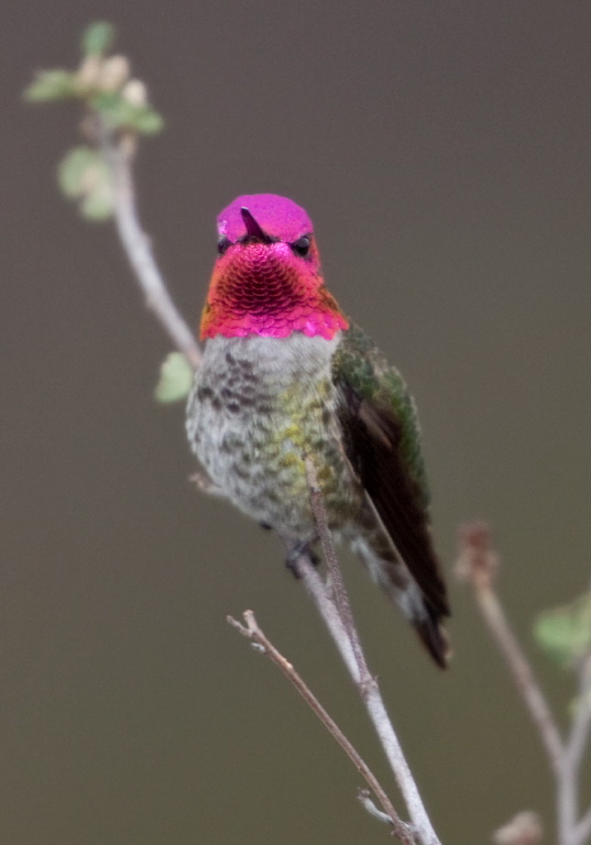 Calypte anna Trochilidae