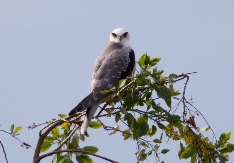 Elanus leucurus Accipitridae