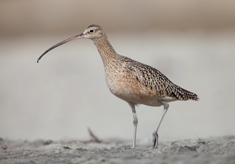 Numenius americanus Scolopacidae