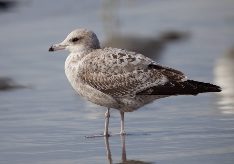 Larus californicus Laridae