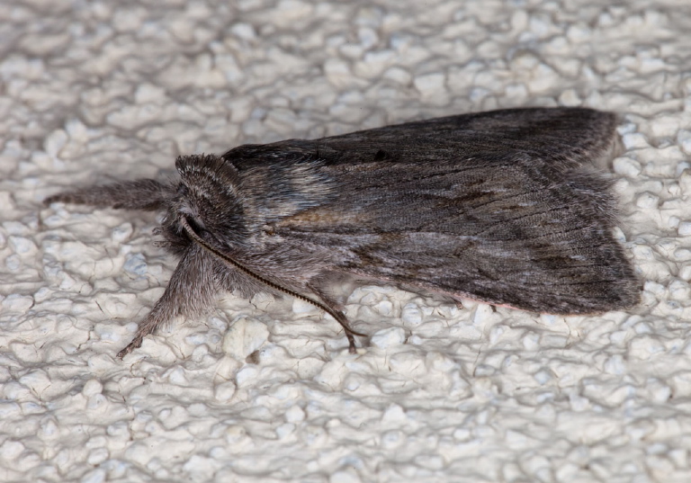 Cucullia sp.? Noctuidae