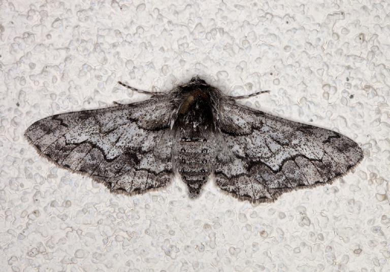 Cochisea sinuaria Geometridae