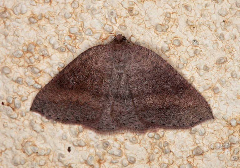 Drepanulatrix monicaria? Geometridae