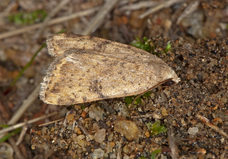 Micrathetis triplex Noctuidae