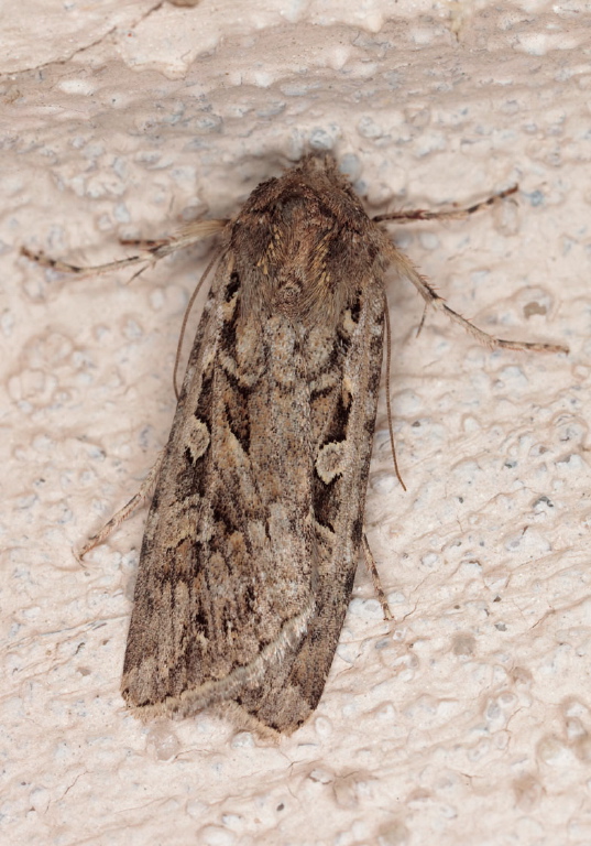 Euxoa olivia? Noctuidae