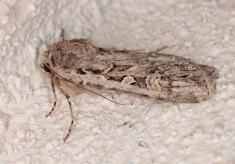 Euxoa olivia? Noctuidae