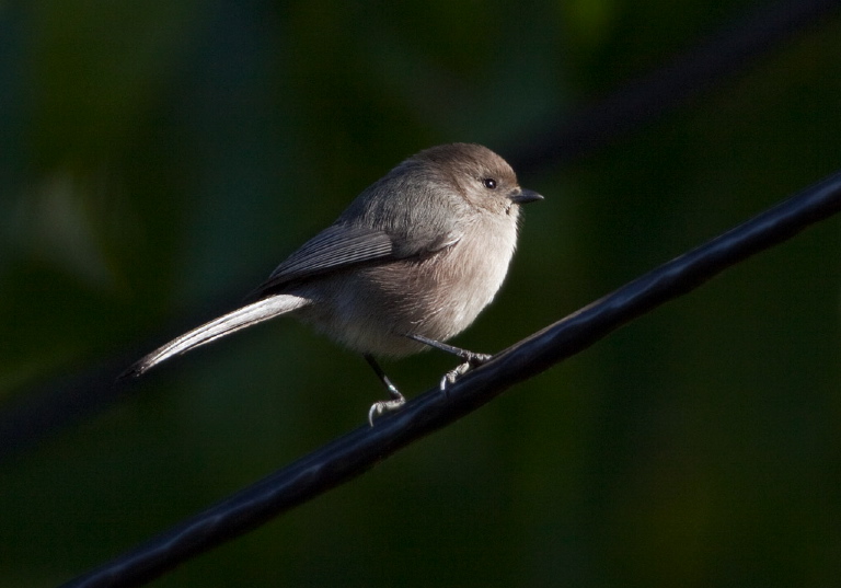 Psaltriparus minimus Aegithalidae