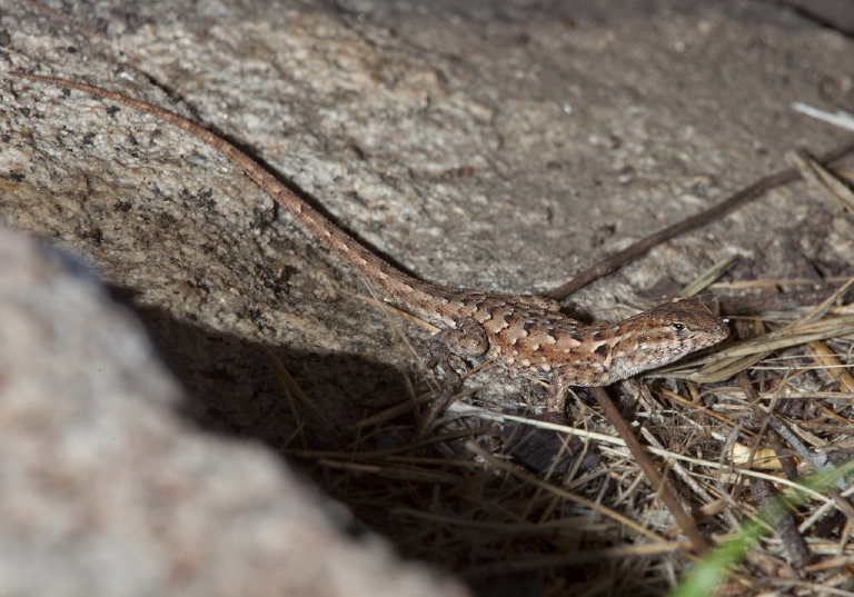 Uta stansburiana elegans Phrynosomatidae