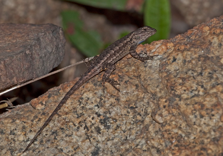 Sceloporus occidentalis longipes Phrynosomatidae