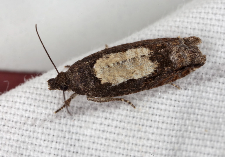 Epinotia emarginana? Tortricidae