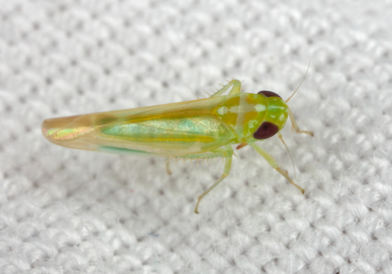 Empoasca elongella Cicadellidae