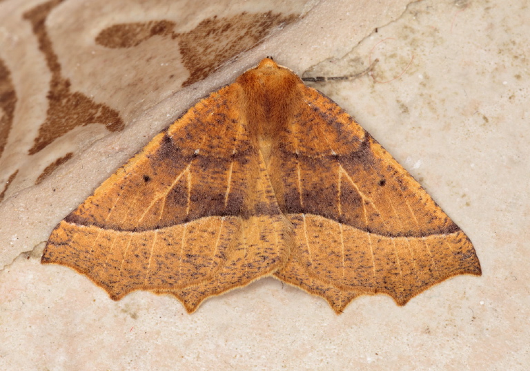 cf. Tetracis jubararia Geometridae