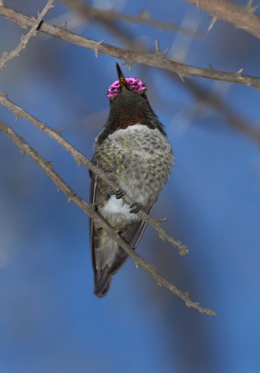 Calypte costae? Trochilidae