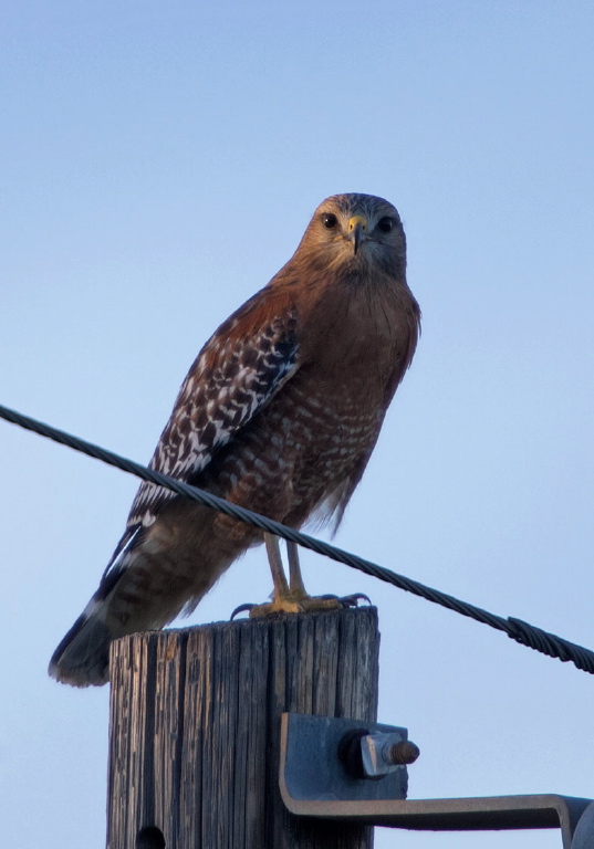 Buteo lineatus Accipitridae