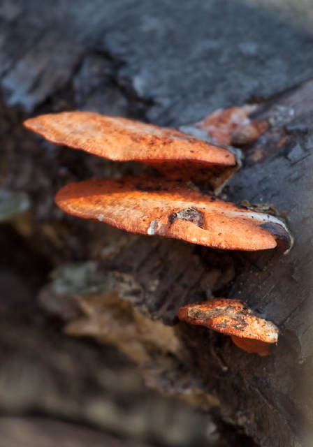   Polyporaceae