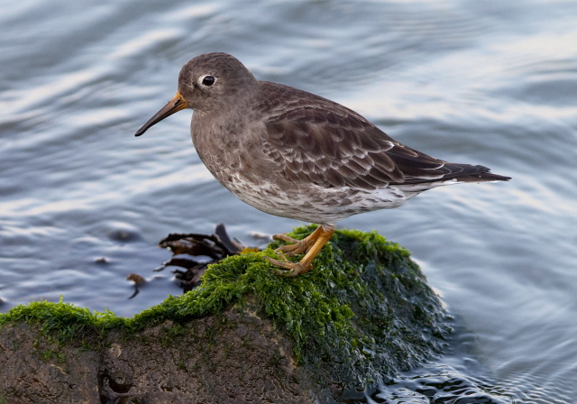 Calidris maritima Scolopacidae