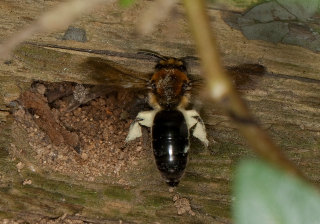 Colletes thoracicus Colletidae