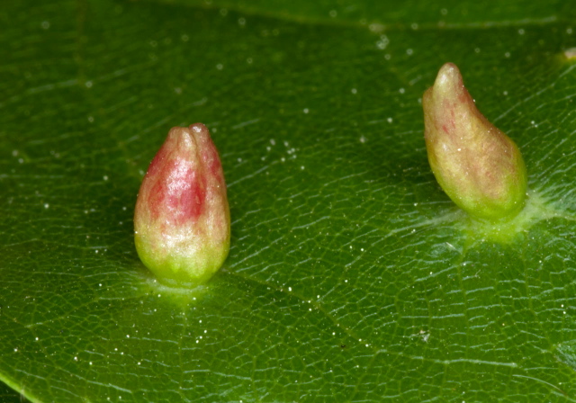 Eriophyes tiliae Eriophyidae