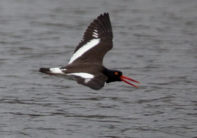 Haematopus palliatus Haematopodidae