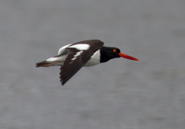 Haematopus palliatus Haematopodidae