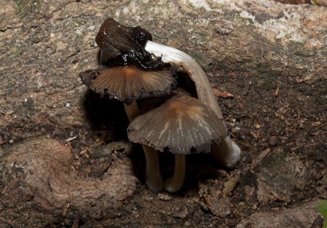 Coprinellus micaceus? Psathyrellaceae?