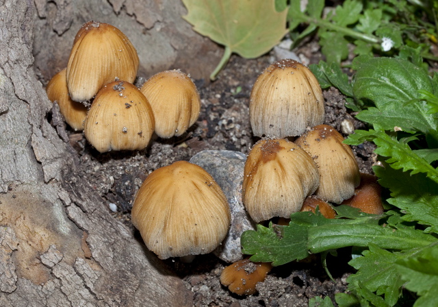 Coprinellus micaceus? Psathyrellaceae?