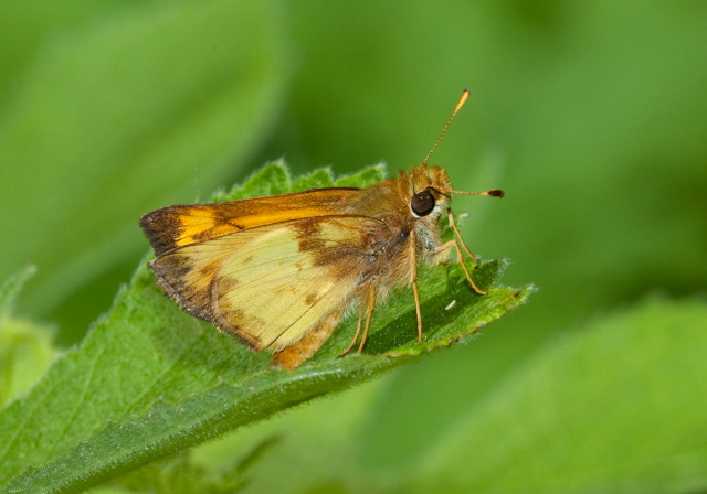 Poanes zabulon Hesperiidae