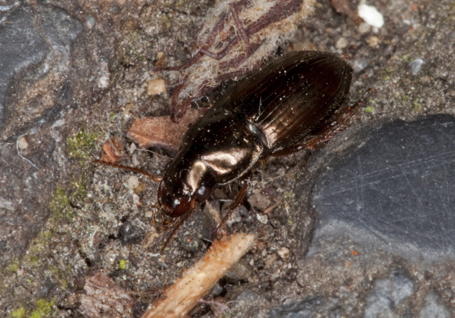 Selenophorus sp. Carabidae