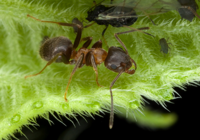 Lasius emarginatus Formicidae