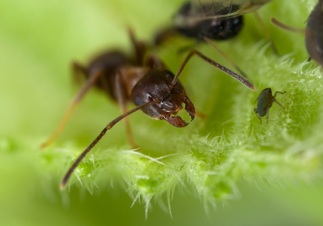 Lasius emarginatus Formicidae