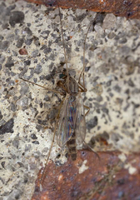 Chironomus sp. Chironomidae