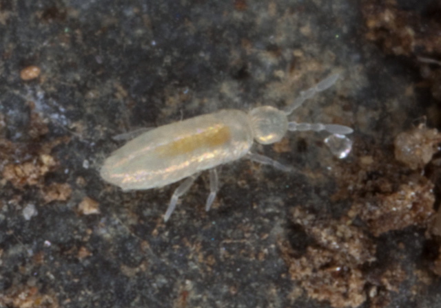 Pseudosinella sp.? Entomobryidae