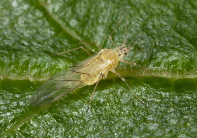   Aphididae