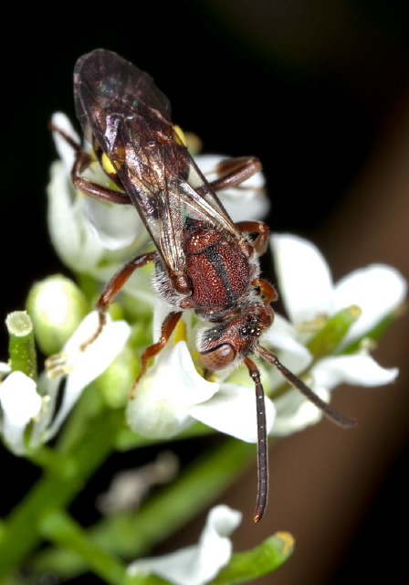 Nomada ruficornis species group Apidae