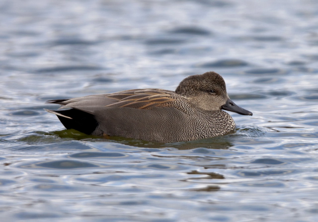 Anas strepera Anatidae