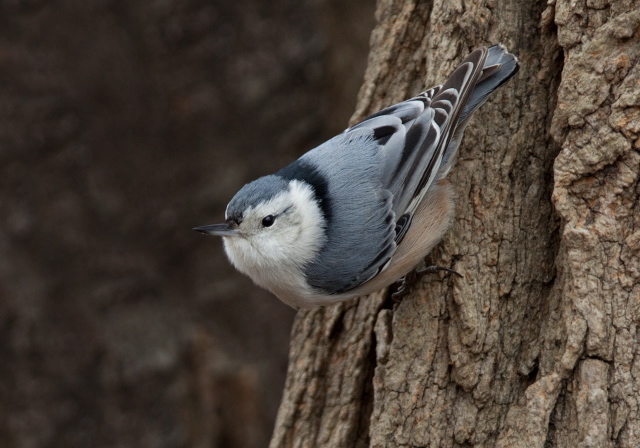 Sitta carolinensis Sittidae