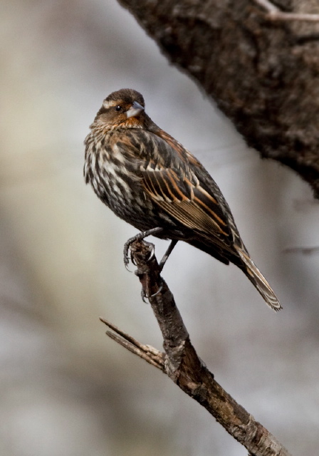 Agelaius phoeniceus Icteridae