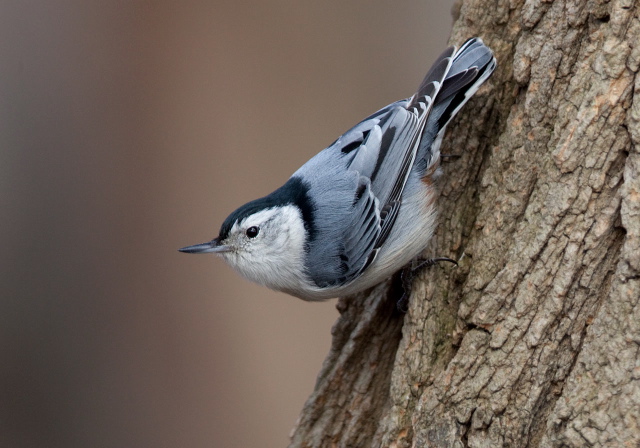 Sitta carolinensis Sittidae