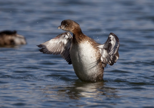 Podilymbus podiceps Podicipedidae