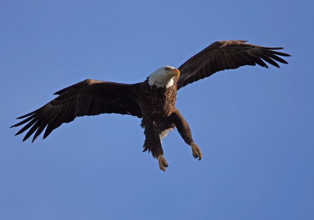 Haliaeetus leucocephalus Accipitridae