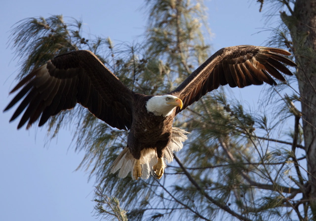 Haliaeetus leucocephalus Accipitridae