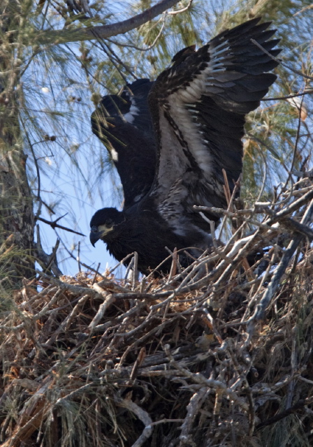 Haliaeetus leucocephalus Accipitridae