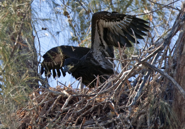 Haliaeetus leucocephalus Accipitridae