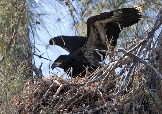 Haliaeetus leucocephalus Accipitridae