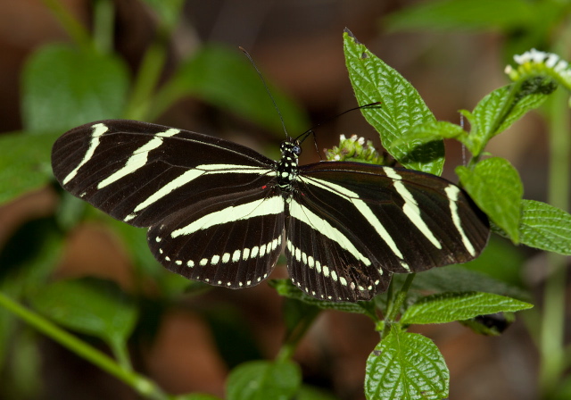 Heliconius charithonia Nymphalidae