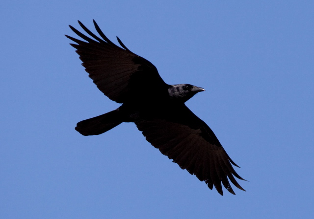 Corvus ossifragus Corvidae